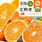 紀州和歌山産旬のご 柑橘セット みかん 不知火