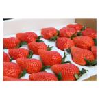 ショッピングふるさと納税 いちご ふるさと納税 前橋市 【発送月固定定期便】群馬県前橋市産いちご「やよいひめ」約800g 全3回