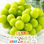 ふるさと納税 南アルプス市 【発送月固定定期便】【夏冬の2回発送】南アルプス市産シャインマスカット定期便 約1.0kg全2回