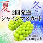 ふるさと納税 甲州市 【発送月固定定期便】【夏冬の2回発送】甲州市産シャインマスカット定期便 約1.0kg全2回