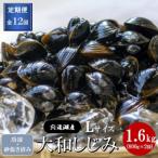宍道湖産 冷凍大和しじみ 砂抜き済 Lサイズ 1.6kg