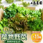 新鮮 旬の葉物野菜セット 7種~11種 詰め合わせ