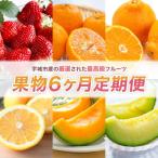 旬の果物6か月定期便 全6回