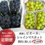 ふるさと納税 津山市 【発送月固定定期便】【2026年先行予約】ピオーネとシャインマスカットの2回便!(岡山県産)全2回