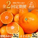 愛媛フルーツ旬の柑橘 みかん まどんな 各5kg