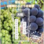 ショッピングふるさと納税 シャインマスカット ふるさと納税 山梨市 【発送月固定定期便】旬のピオーネ+シャインマスカット2〜3房(約1.5kg)全2回
