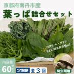 爬虫類用 季節の葉っぱ詰め合わせ 60サイズ全3回