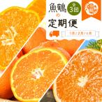 紀州和歌山産旬の柑橘定期便 みかん 不知火