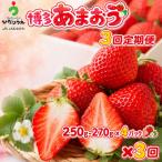 博多あまおう 250g-270g×4パック
