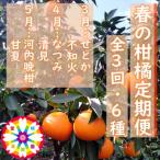 愛咲果樹園 春の柑橘定期便 3月~5月 全3回