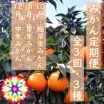 愛咲果樹園 みかん定期便 10月~12月