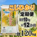 コシヒカリ 精米 10kg