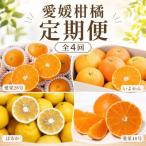 愛媛柑橘定期便全4回
