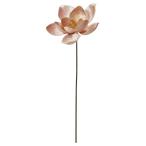 [P5 раз средний 12/02 09:59 до ] Новый год искусственный цветок .... товар bell спальное место Magno задний pick mok Len белоснежная магнолия simok Len магнолия кобус bi low doors kaASCA Aska association 