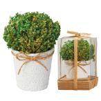ドライフラワー 花材 とりよせ品 アレンジポット ドライ 自然素材 ナチュラルドライフラワー インテリア インテリアフラワー プリ アスカ ASCA アスカ商会