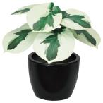 [P5 раз средний 12/02 09:59 до ] искусственная зелень декоративное растение .... товар Pepe ro mia ( pot есть ) искусственный цветок искусственная листва меньше интерьер дешевый весна Aska ASCA Aska association 