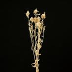  сухой цветок материалы для цветочной композиции .... товар алый bana крем белый . цветок белый swag украшение для волос материалы для цветочной композиции детали материал букет букет модный . Aska ASCA Aska association 