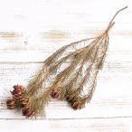 ドライフラワー 花材 即日出荷 プロティア・ナナ ナチュラル ワイルドフラワー ドライフラワー スワッグ ブーケ ドライフラワー花束 コアトレーディング