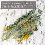 { dry flower material for flower arrangement }* the same day shipping *Coretradingmimo The *ti Alberta natural yellow color taste . little case appears natural mimo The 