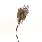 [P5 раз средний 2/2 09:59 до ] сухой цветок материалы для цветочной композиции в тот же день отгрузка King Pro teaSS натуральный материалы для цветочной композиции swag Pro tea материал lease букет букет core trailing 