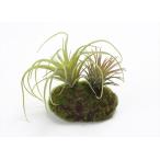 [P5 раз средний 12/02 09:59 до ] искусственный цветок зеленый суккулентное растение .... товар ti Ran jia Moss организовать искусственная зелень leaf интерьер суккулентное растение Nankoku способ кактус 