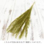 プリザーブドフラワー 花材 とりよせ品 ピーコックグラス ドライフラワー 花材 素材 パーツ 材料 グリーン リーフ 葉 大地農園