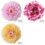プリザーブドフラワー 花材 とりよせ品 ダリア・グレイス（グラデーション）(2輪入り) 花材 素材 材料 パーツ ドライフラワー プリザーブド 複色 大地農園