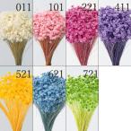 ドライフラワー 花材 とりよせ品 スターフラワー・ミニ ドライ 自然素材 ナチュラルドライフラワー インテリア インテリアフラワー プリ プリザ 大地農園