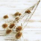  сухой цветок материалы для цветочной композиции .... товар chi-zeru dry природа материалы натуральный сухой цветок интерьер интерьер цветок pli сохранять консервированный большой земля сельское хозяйство .