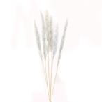 [P5 раз средний 12/02 09:59 до ] сухой цветок материалы для цветочной композиции в тот же день отгрузка tail Lead серый tail Lead . хлеб Pas серия нежный серый материалы для цветочной композиции Aska ASCA Aska association 