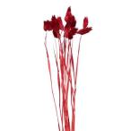  сухой цветок материалы для цветочной композиции в тот же день отгрузка [40%OFF] kana Lee стакан вино ( ограниченное количество ). сухой цветок swag букет букет lease . Aska ASCA Aska association 