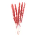 [P5 раз средний 12/02 09:59 до ] сухой цветок материалы для цветочной композиции в тот же день отгрузка tail Lead rose . хлеб Pas серия нежный красный красный розовый материалы для цветочной композиции DIY Aska ASCA Aska association 