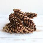 ドライフラワー 花材 即日出荷 RMストローブパインL 木の実 松かさ 松カサ 松ぼっくり リース クリスマス 花材 素材 材料 インテリア ディスプレイ 果実