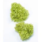 プリザーブドフラワー 花材 即日出荷 ピラミッドアジサイ・ヘッド ライトグリーン アジサイ あじさい 紫陽花 花びら プリザーブドフラワー 花束 大地農園