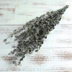 《プリザーブドフラワー 花材》★即日出荷★大地農園 グニーユーカリ(国産) グリーン グリーン ユーカリ グリーン 国産 葉 リーフ スワッグ 花束