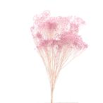  консервированный цветок материалы для цветочной композиции в тот же день отгрузка moli Sony a Angel лиловый консервированный цветок swag букет сухой цветок букет lease материалы для цветочной композиции большой земля сельское хозяйство .