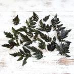  консервированный цветок материалы для цветочной композиции в тот же день отгрузка кожа мех n leaf зеленый мех n лист leaf консервированный цветок swag букет сухой цветок большой земля сельское хозяйство .