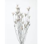 ドライフラワー 花材 即日出荷 ニゲラオリエンタリス ウオッシュホワイト ドライフラワー スワッグ ブーケ ドライフラワー花束 リース アレンジ 大地農園