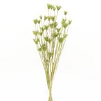 [P5 раз средний 12/02 09:59 до ] сухой цветок материалы для цветочной композиции в тот же день отгрузка чернушка olienta белка springs зеленый материалы для цветочной композиции материалы материал чернушка swag букет зеленый большой земля сельское хозяйство .