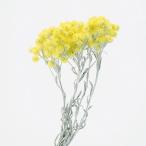 ドライフラワー 花材 即日出荷 イモーテル ナチュラルイエロー ドライフラワー スワッグ ブーケ ドライフラワー花束 ドライフラワースワッグ DIY 大地農園