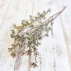 ドライフラワー 花材 即日出荷 【40%OFF】特価 ユーカリ・ポポラス ナチュラル (在庫限り) ドライフラワー スワッグ ブーケ ドライフラワー花束 大地農園