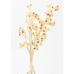 ドライフラワー 花材 即日出荷 アンバーナッツ ※クリーム味が強い場合があります オフホワイト ワイルドフラワー ドライフラワー スワッグ 花束 大地農園