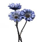 [P5 раз средний 12/02 09:59 до ] сухой цветок материалы для цветочной композиции в тот же день отгрузка li пенсов * rose ta кобальт синий blue материалы для цветочной композиции материалы детали дикий цветок свадебный большой земля сельское хозяйство .