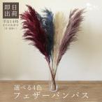 ドライフラワー 花材 即日出荷 フェザーパンパス 〇 パンパスグラス パンパス系 ふわふわ 穂 ドライフラワー スワッグ ブーケ 花束 リース 花材 大地農園