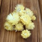 ドライフラワー 花材 即日出荷 シルバーデイジーヘッド イエロー シルバーデージー 花材 素材 材料 パーツ ドライフラワー スワッグ ブーケ 花束 東方貿易