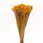 ドライフラワー 花材 即日出荷 特価 スターフラワー・ミニ 山吹 花材 素材 材料 黄色 イエロー パーツ スワッグ ブーケ ドライフラワー花束 デコ 東方貿易