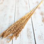 �h���C�t�����[ �ԍ� �����o�� �\���S ���f�B�A �S�[���h ���{�����[����������܂� �C���f�B�A���R�[�� �S�[���h �ԑ� �����f��