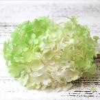 プリザーブドフラワー 花材 即日出荷 ソフトあじさいアナベル パルフェ メロンフロート アジサイ あじさい 紫陽花 花びら プリザーブドフラワー 花束 東花