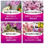 東商　洋ランの肥料 500g　2100957