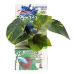 コトブキ　ベタの水草 スタンドタイプ　21713228